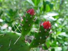 Consolea corallicola