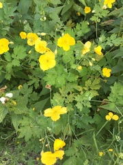 Chelidonium majus