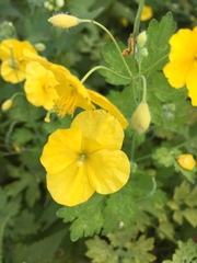 Chelidonium majus
