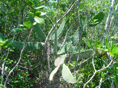 Consolea corallicola