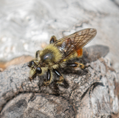 Laphria fernaldi