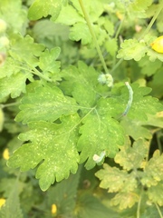 Chelidonium majus