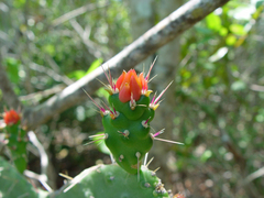 Consolea corallicola