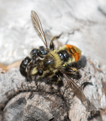 Laphria fernaldi