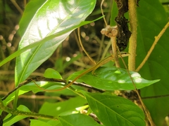 Takydromus formosanus