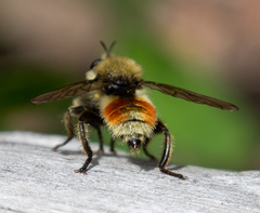 Laphria fernaldi