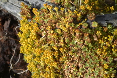 Azorella trifurcata