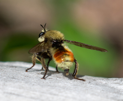 Laphria fernaldi