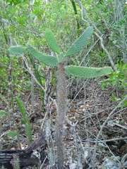 Consolea corallicola