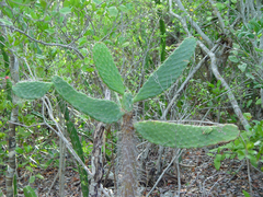 Consolea corallicola