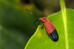 Thonalmus chevrolati