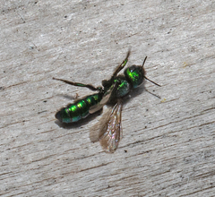Hoplitis fulgida fulgida