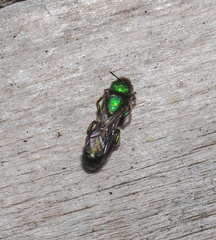 Hoplitis fulgida fulgida