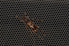 Coptocercus assimilis