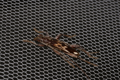 Coptocercus assimilis