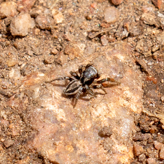 Habronattus altanus