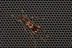 Coptocercus assimilis