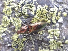 Nitidolimonius resplendens