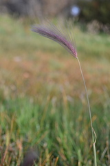 Hordeum comosum
