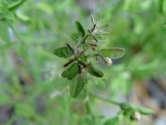 Chromolaena frustrata
