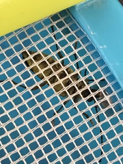 Lepturobosca chrysocoma