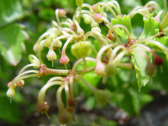 Cissus trifoliata