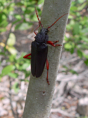 Elateropsis scabrosus