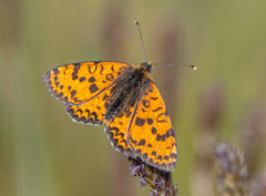 Melitaea latonigena