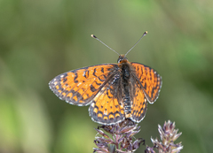 Melitaea latonigena