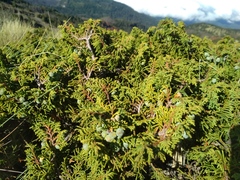 Juniperus monticola