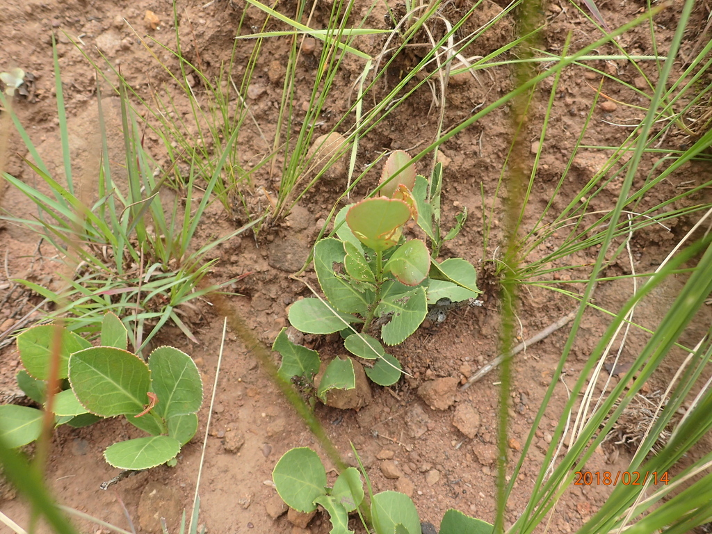 Gymnosporia woodii