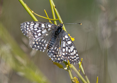Melitaea latonigena