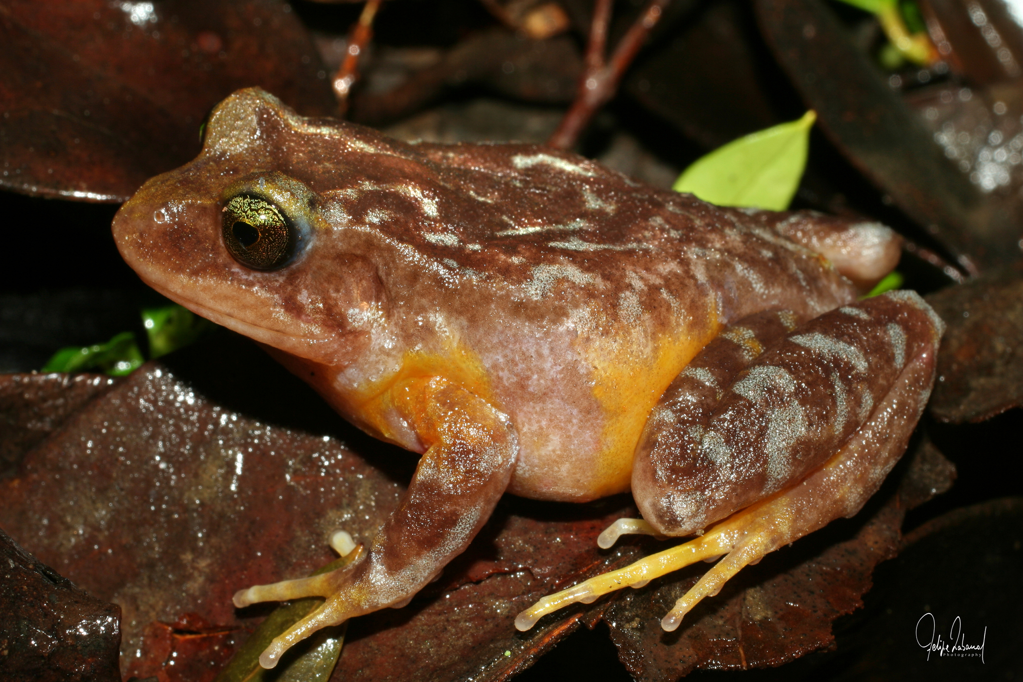Eupsophus altor Nuñez, Rabanal & Formas, 2012