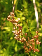 Juncus dichotomus