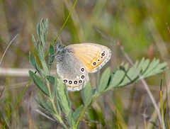 Coenonympha amaryllis