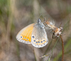 Coenonympha amaryllis