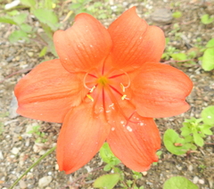 Cyrtanthus sanguineus