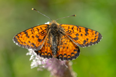 Melitaea latonigena