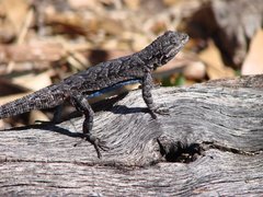 Urosaurus ornatus schottii