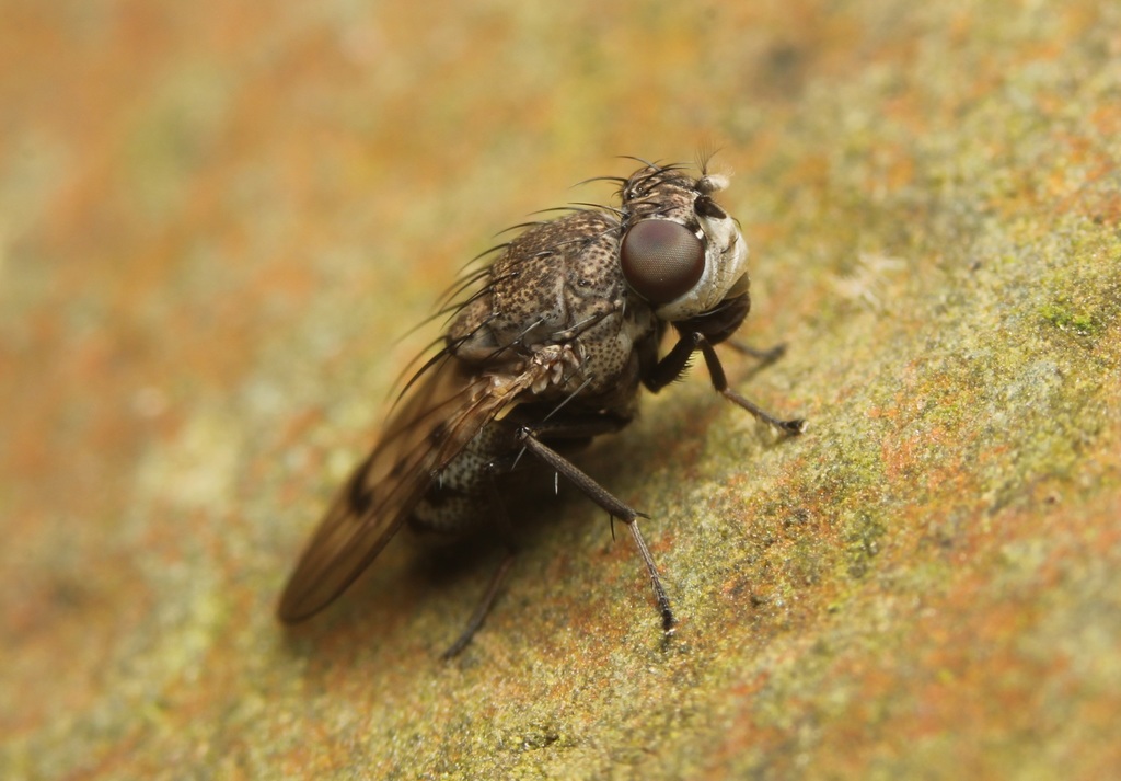 Paralimna punctipennis