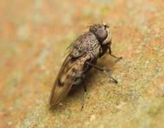 Paralimna punctipennis
