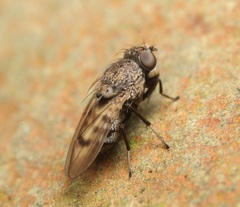 Paralimna punctipennis