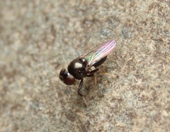 Athyroglossa glaphyropus