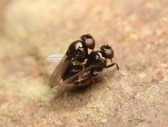 Athyroglossa glaphyropus