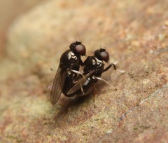 Athyroglossa glaphyropus