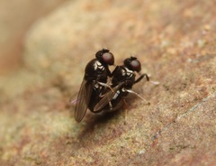 Athyroglossa glaphyropus