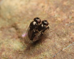 Athyroglossa glaphyropus