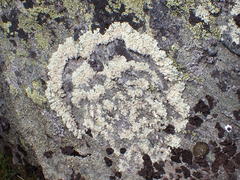 Arctoparmelia centrifuga