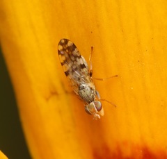 Dioxyna picciola