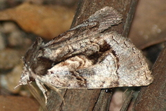 Gallaba eugraphes